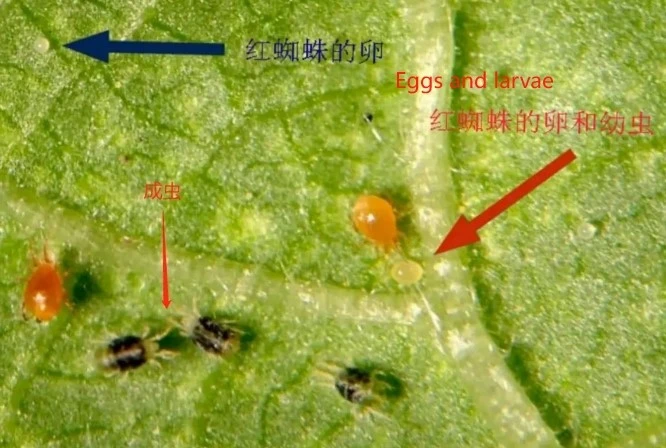 abamectin pest abamectin pest