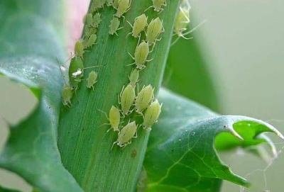 combat pests